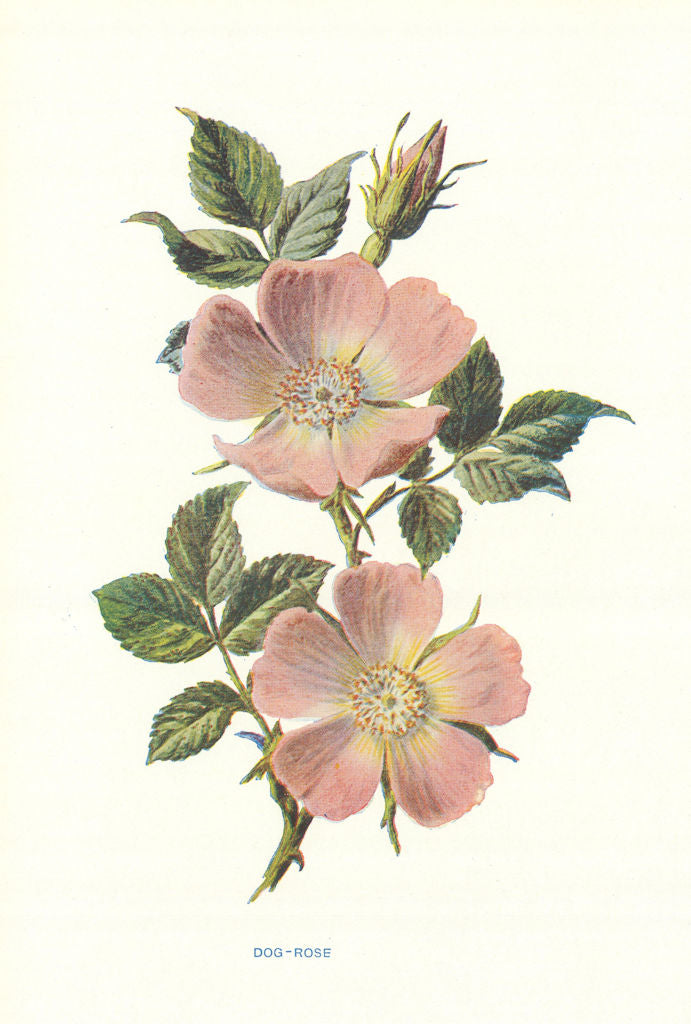 Dog-Rose. Wild Flowers by Frederick Edward Hulme c1895 old antique print